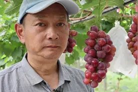 #葡萄新品种 中国品种-神园自育晚熟系列（5）神红妃视频封面