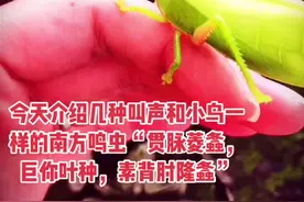 介绍几种新鲜的鸣虫“贯脉菱螽，巨拟叶螽，素背肘隆螽”#鸣虫文化 #抖音小助手 #天津视频封面