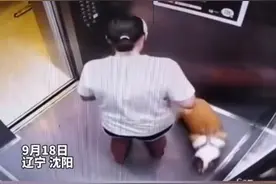 #狗狗在电梯里尿尿，女主人的举动太赞了👍🏻