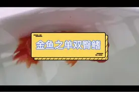 金鱼单臀鳍和双臀鳍#金鱼 #金鱼科普 #观赏鱼