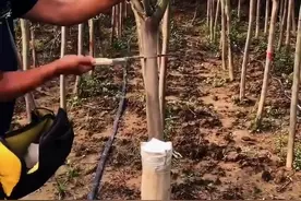 6🈷️是嫁接紫薇花的好时节，你学会了吗