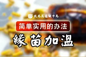 黄缘龟苗怎么加温过冬最方便？#养龟日常 #宠物龟 #龟 #乌龟 #黄缘闭壳龟 #萌宠 #水族 #三农养殖