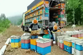 成熟蜂蜜是经过蜜蜂长达几十天、连续的白天采花夜间酿蜜视频封面