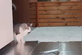听说猫咪怕锡箔纸？主人对猫咪测试了一番，结果差点笑哭视频封面