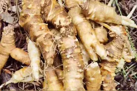 山海螺又叫四叶参，羊奶参，可以做菜吃，炒小鱼干很美味。你们吃过吗？#山海螺 #羊奶参 #四叶参 #我的农村生活