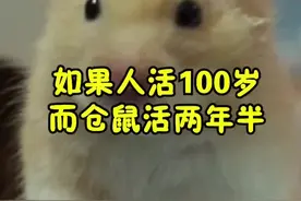 仓鼠和人类年龄对照表，鼠命短暂，需要好好照顾！#仓鼠#萌宠推荐官 #家有萌宠
