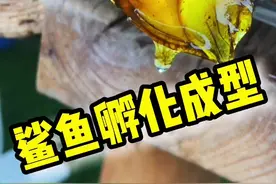 鲨鱼孵化成型了#鲨鱼 #海缸 #水族