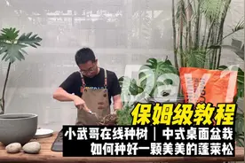 教你如何种植一盆美美的蓬莱松，这样种也太好看了！用心种树视频封面