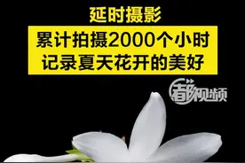【延时摄影｜累计拍摄2000个小时，记录夏天花开的美好】2022年夏天就要过去了，十余名摄影师用相机共同记录了2000多个小时，留住属于这个夏天的浪漫。#生如夏花 #百花齐放 