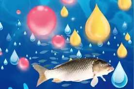 鲤鱼和鲤鱼喜欢的气味#气味诱鱼 #钓鲤鱼和鲫鱼#诱鱼剂视频封面