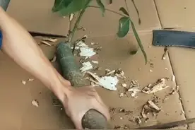 发财树烂根处理方法#花卉绿植