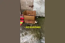 这个后续用三个月来做，里面有无奈，有汗水，有人性，更有治愈和感动#流浪猫救助 #明仔团队 #流浪猫 #被救助后的猫视频封面