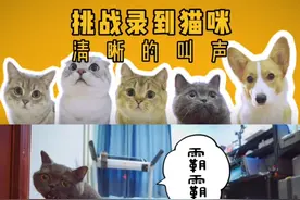 挑战录到猫咪清晰的叫声#萌宠嗨玩季