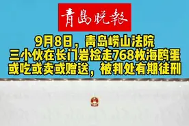 #青岛 #大海 #海鸥 #野生动物 #法院 9月8日下午，青岛三名小伙因去年4月在长门岩捡走768枚海鸥蛋，或吃或卖或赠送他人，被崂山区人民法院判处有期徒刑，还要赔偿生态损失。（牛志鹏 范天梦）视频封面