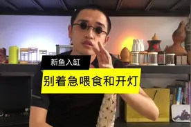 新鱼入缸，先别着急喂食和开鱼缸灯，否则容易引起鱼的应激反应视频封面