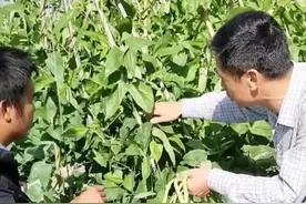 蓟马多的季节不要干旱。豇豆旺长时用磷酸二氢钾和戊唑醇控制。开花或爬满架后不能用戊唑醇控旺。