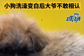 #小狗洗澡变白后大爷不敢相认，大爷连称：钱没白花视频封面