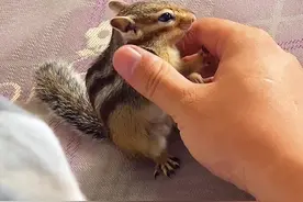 小松鼠可柔软了！#松鼠 #抖音动物图鉴 #花栗鼠 #可饲养宠物 #非野生保护动物