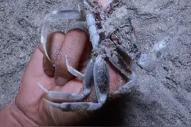 抓沙蟹的季节到了，一斤能卖到两三百，关键是它的肉甜过初恋，要来一口吗？#赶海视频封面