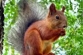 一颗小松果，看它吃的认真又开心！#国外生活 #野生动物零距离