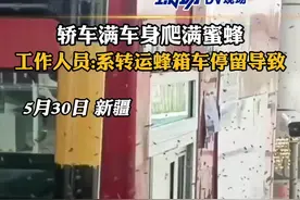 密集恐惧症慎入！轿车满车身爬满蜜蜂，收费站工作人员:系转运蜂箱车停留导致，已对现场进行喷洒#新疆dou知道 