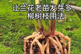 让兰花老苗多发芽，柳树枝用法#兰花 #感谢抖音 @老蒋兰花店 @瑶家老蒋兰花店视频封面