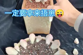 多肉如何养成老桩？看完你就会了#多肉植物 #多肉植物养护 #紫乐 #上热门 #南方多肉植物园 #多肉 #花卉视频封面