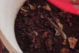 今天重点解决#蚯蚓乱跑  乱爬的问题#钓鱼人 #钓鱼那些事 #钓鱼人 #养蚯蚓视频封面