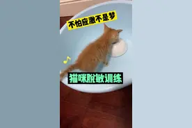 这样做，猫咪再也不怕洗澡应激啦#养宠进阶指南 #萌宠出道计划