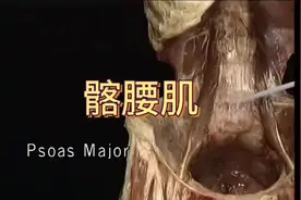 髂腰肌分为髂肌腰大肌，它是全身唯一一块连接上下身的肌肉视频封面