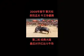 巅峰期的擎天柱2009年首次出征贵州，这一轮差点碰死了贵州的火箭牛，贵州牛最后是扛出去斗牛场！擎天柱在贵州一战成名！书写了首次贵州之行的神奇篇章，第二次去贵州三都斗牛场，碰死了贵州号称最低打的牛王，更是名震贵州！#擎天柱 #斗牛 #贵州 @DOU+小助手 视频封面