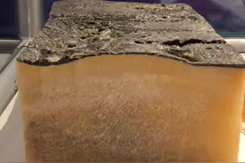 抹香鲸的“恒温被”自然界最厚的皮肤 #标本 #科普 #博物馆视频封面