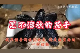 业余赶海获茄参 体型超大黑全身 形如其名海茄子 其实也是一海参视频封面