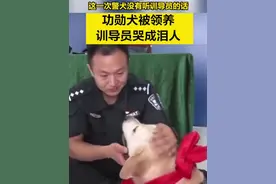 【#功勋犬被领养训导员哭成泪人 】近日，河北沧州公安局特警支队的退役功勋犬白龙和玛莉，找到了各自的领养家庭。跟新主人走到门口的白龙，猛然回头挣脱牵引绳，跑向了训导员；听到“去吧”指令的玛莉，仍趴在训导员脚边久久不愿离开……#这一次警犬没有听训导员的话 视频封面