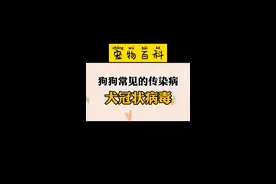 治疗方案在最后？#目成训犬 #萌宠 #宠物 #狗