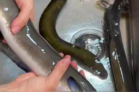 今天做日料店同款鳗鱼饭.非常成功～鳗鱼炖汤，是我从来没有吃过的美味，绝了！