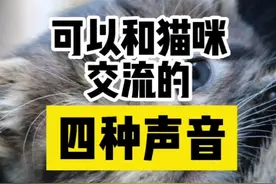 这四种猫咪的叫声总有一个能用上吧#创作灵感 #猫叫 #猫叫吸引猫 #猫叫声大全 #猫咪的迷惑行为 #猫 视频封面
