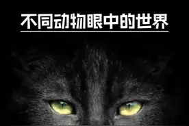 不同动物眼中的世界#神奇动物在抖音 #百科知识视频封面
