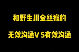 去神农架偶遇野生川金丝猴一定要学会的沟通技能“吧唧嘴”#川金丝猴#萌宠@正大综艺动物来啦 @DOU+小助手视频封面