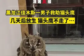 黑龙江佳木斯一男子救助猫头鹰，喂肉喂药把屎把尿，几天后放生，猫头鹰不走了…男子纳闷：这是为啥呀？视频封面