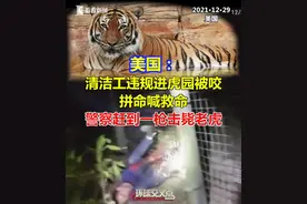 清洁工违规，伤了自己，更害了本已极度濒危的马来西亚虎。细想一下，当时非得用枪解决吗？美国警察除了开枪就是开枪吗？视频封面