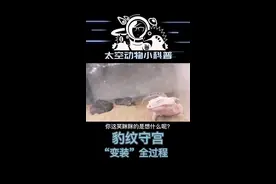 #太空人爬宠 #奇妙的动物 豹纹守宫变装全过程视频封面