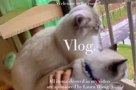 广州天，雨连连，猫咪不能出去玩！湿乎乎，冻脸脸