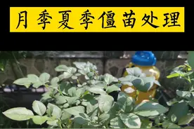 月季夏季僵苗处理#月季 #月季养护 #僵苗 #月季僵苗 #月季休眠 #打破僵苗 不要让月季在高温下睡着了视频封面