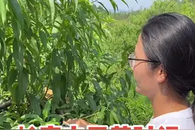 蚧壳虫防治#果树病虫害