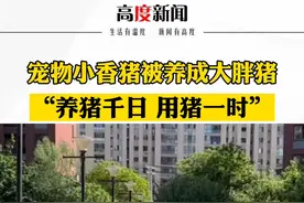 宠物小香猪被养成大胖猪，“养猪一日，用猪一时”。 #可爱 #猪猪 