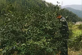 採油茶，油类中最好的油就是山茶油了。#原生态乡村生活 #山茶