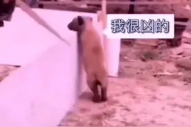 奶凶奶凶的小警犬见过吗视频封面