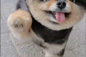 只要jiojio上粘上一点小沙粒毛毛啥的都会抬着爪爪等着给弄才肯走，但这次这个小可怜踩到了🐛洋辣子🐛视频封面