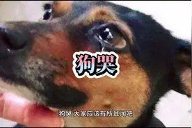 为什么有的狗在夜晚会哭嚎#小说 #原创 #故事 #民间传说 #热门视频封面